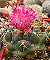 Coryphantha elephantidens  ssp. elephantidens