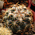 Coryphantha elephantidens  ssp. elephantidens Более околюченая форма.