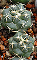 2х годовалые сеянцы первой Coryphantha elephantidens  ssp. elephantidens