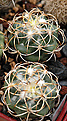 Coryphantha elephantidens ф.garessii