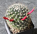 Mammillaria coahuilensis