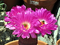 echinocereus rigidissimus rubrispinus