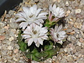 Gymnocalycium