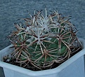 Coryphantha connivens