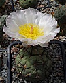 Tephrocactus	alexanderi v geometricus HUN259
8 cм цветок