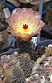 Pterocactus spec. DJF342