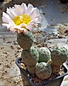 Tephrocactus alexanderi	v geometricus / Fiambala