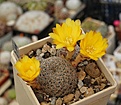 Sulcorebutia langeri HS240