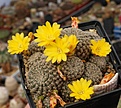 Sulcorebutia langeri