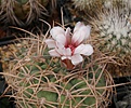 Gymnocalycium cardenazianum