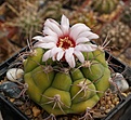 Gymnocalycium lagunillasense KK 850