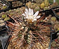 Gymnocalycium  pungens