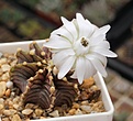 Gymnocalycium friedrichii Agua Dulce LB2178