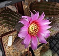 Echinocereus reichenbachii SB 941