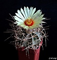 Astrophytum senile