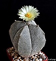 Astrophytum myriostigma cv 'Onzuka'