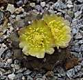 Copiapoa	hypogaea