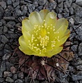 Copiapoa	montana FR522