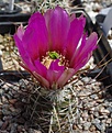 Echinocereus ferrerianus longispinus HK1870