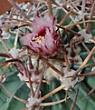 Echinocactus	texensis	Lappin3