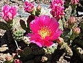 Opuntia fragilis "Freiberg"