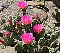 Opuntia fragilis