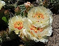 Opuntia polyacantha «Crystal Tide»