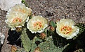 Opuntia polyacantha «Crystal Tide»