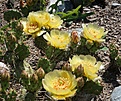 Opuntia  fragilis x macrorhiza