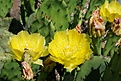 Opuntia humifusa