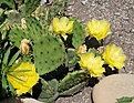 Opuntia humifusa