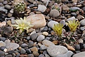 Echinocereus  davisii