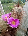 Echinocereus spec.