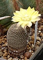 Reicheocactus pseudoreicheanus