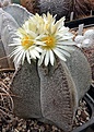 Astrophytum myriostigma