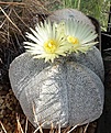 Astrophytum myriostigma 'Onzuka'