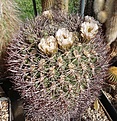 Brachycalycium tilcarense