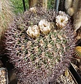 Brachycalycium tilcarense