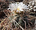 Thelocactus fossulatus longispinus