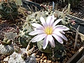 Echinocereus knippelianus v. kruegeri