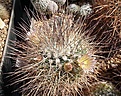 Mammillaria tesopacensis