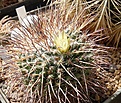 Mammillaria gigantea