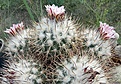 Gymnocactus mandragora