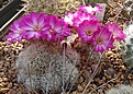 Sulcorebutia hertusii