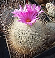 Thelocactus macdowellii