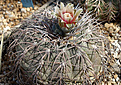 Gymnocalycium spegazzinii v. horizonthalonium, подарок Д.Демина