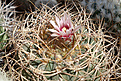 Gymnocalycium cardenasianum