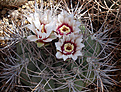 Gymnocalycium nidulans