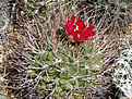 Gymnocalycium tillianum