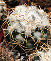 Coryphantha pycnacantha